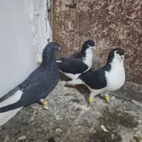 پرنده|پرنده|قزوین, |دیوار