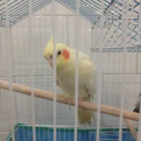 طوطی|پرنده|لشت نشا, |دیوار