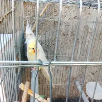 پرنده