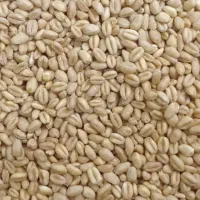 بذر گندم آبی رقم حیدری