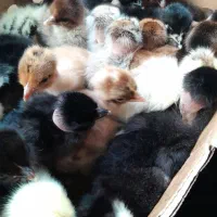 جوجه دوروزه گردن لخت وساده|حیوانات مزرعه|دهدشت, |دیوار