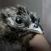 تخم مرغ و خروس ایام سمانی ضمانتی