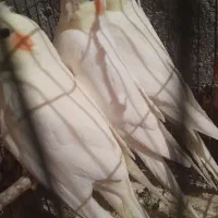 سه‌عدد‌جوجه‌عروس