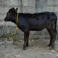 گوساله ماده لیشه  گاو