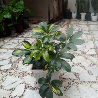 گلهای اپارتمانی