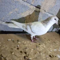 کفترساده لای|پرنده|شیروان (خراسان), |دیوار