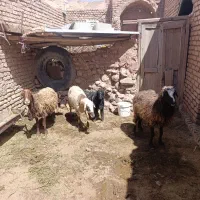 سه عدد میش میانه دو عدد محلی یک افشار