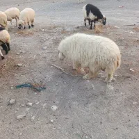 قوچ دو رگ