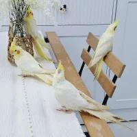 عروس هلندی