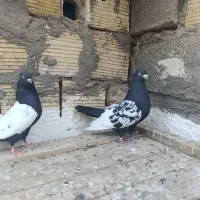 سینه سیاه
