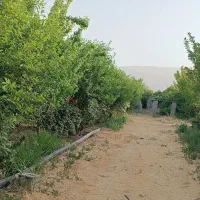 باغ باغچه/1000متر/شهر فاروق|فروش زمین و ملک کلنگی|شیراز, کوی فرهنگیان|دیوار