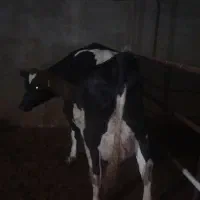 گاو چاق گاو گوشتی