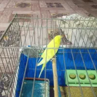 مرغ عشق|پرنده|یاسوج, |دیوار