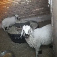 ۶ عدد گوسفند