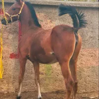 اسب مادیان کرد