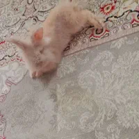 فروش خرگوش لپی