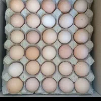 تخم مرغ بومی
