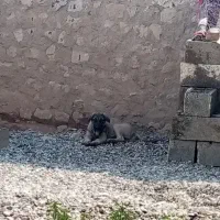 سگ گم شده