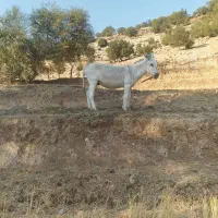 الاغ|حیوانات مزرعه|یاسوج, |دیوار
