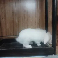 خرگوش لوپ هلندی|موش و خرگوش|اصفهان, حصه جنوبی|دیوار