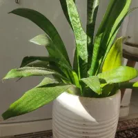 گل سانسوریا