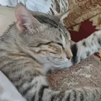 گربه|سگ|رامشیر, |دیوار