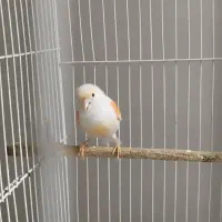 قناری موزاییکی تعویض با گلدین