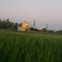 بذر یونجه بغدادی تضمینی