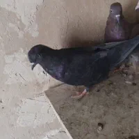 کفتر پرشی