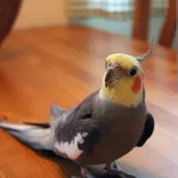 فروش عروس هلندی  خونگی