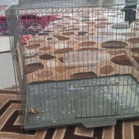 قفس مرغ عشق|لوازم جانبی حیوانات|اهواز, زرگان|دیوار