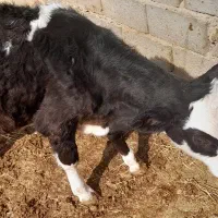 گاو شکم اول با گوساله نر|حیوانات مزرعه|بجنورد, |دیوار