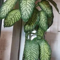 دیفن باخیاسرحال باگلدان نو