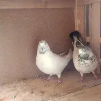 دوعدد کبوتر تهرانی پرشتی