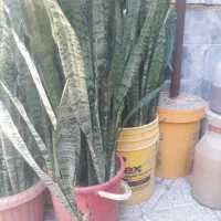 گل سانسریا|گل و گیاه طبیعی|ارزوئیه, |دیوار