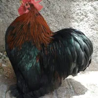 خروس کوشین