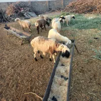 با سلام ۱۰عدد میش خوب