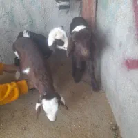 بره شیری نر