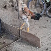 کلشیر|حیوانات|مریوان, |دیوار