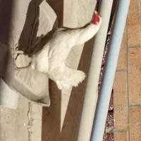 یک عدد مرغ چابهاری