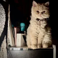 گمشده|حیوانات|اصفهان, کوی ولی عصر|دیوار