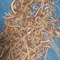 نخودزیردستگاه