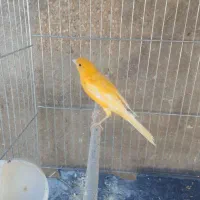 قناری سفید طلایی مست|پرنده|شیراز, کوشک میدان|دیوار