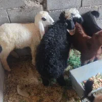 گوسفند بز