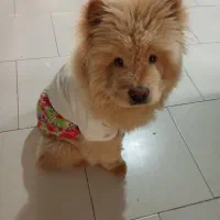 سگ چاوچاو کاراملی نر