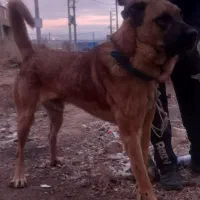 واگذاری سگ عراقی ۲ساله