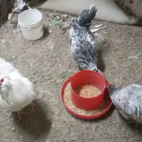 فروش ۲ تاخروس گلین و ۱ بوقلمون