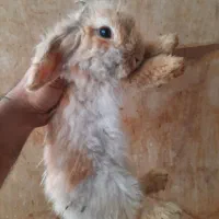 خرگوش لوپ|موش و خرگوش|نیشابور, هفده شهریور|دیوار