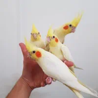 طوطی عروس هلندی و مرغ عشق پروانه ای (سالن پرورش)