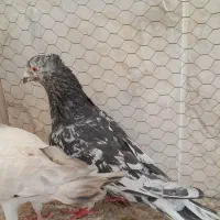 کفتر سار و چپ